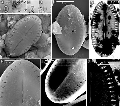 A New Insight Into Amicula, a Genus of Tiny Marine Benthic Diatoms With the Description of Two New Tropical Species and the Largest Mitogenome Known for a Stramenopile
